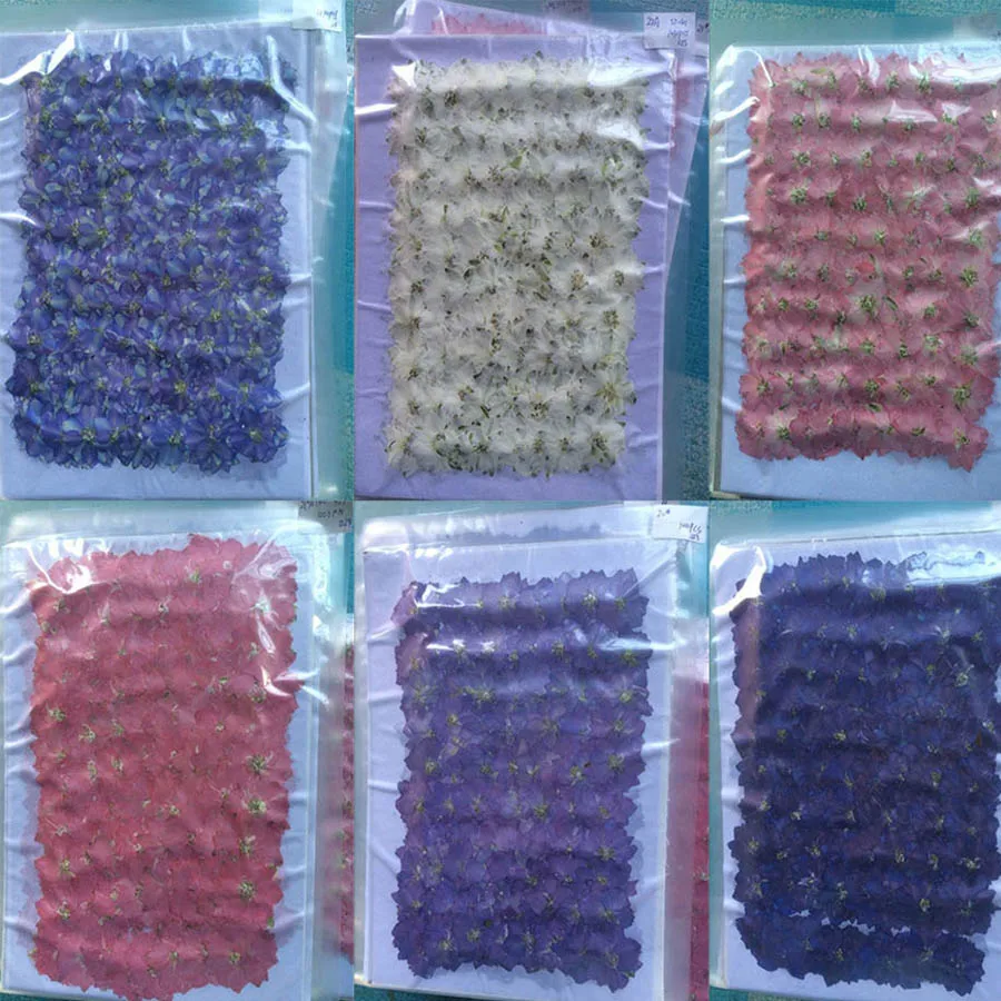 Chamomile Tea - 250pcs 3-4cm Natural Pressed Dried Consolida