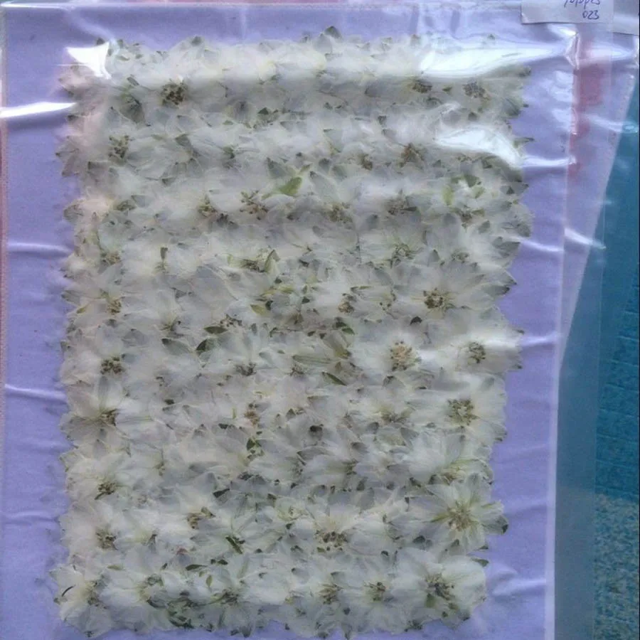 250pcs 3-4cm Natural Pressed D - Chamomile Tea ulasan dan harga