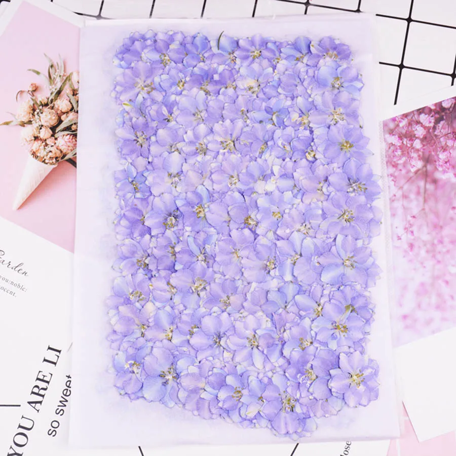 250pcs 3-4cm Natural Pressed D - Chamomile Tea ulasan dan harga