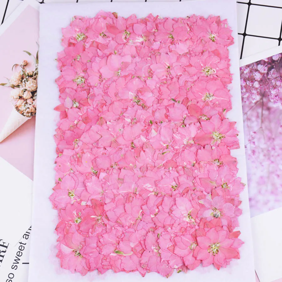 250pcs 3-4cm Natural Pressed D - Chamomile Tea ulasan dan harga